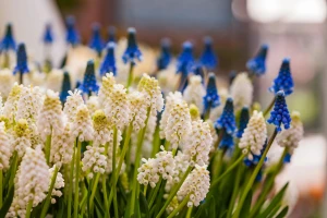 Muscari se mogu uzgajati i na prozorskoj dasci
