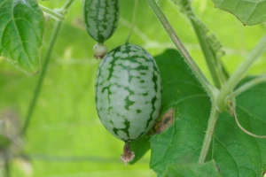 Cucamelon - lako se uzgaja, a ima zahtjeve kao krastavac