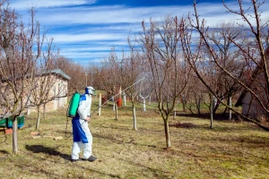 Koje bolesti jabučastog voća sprječavamo plavim prskanjem?