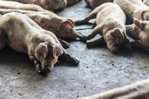 ASK ponovo izbila na njemačkim farmama, a situacija u Poljskoj eskalira