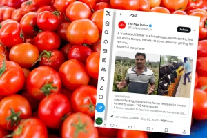 Paradajzom nahranio krave - ne isplati mu se prodati