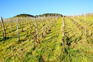 Postupci u smanjenju erozije na vinogradarskim zemljištima