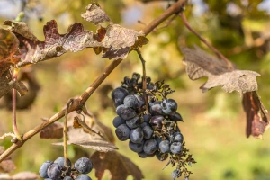 Čak 70% vinskih regija moglo bi nestati zbog klimatskih promjena?