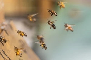 Stvorena prva robotska pčela koja može letjeti kao prava?