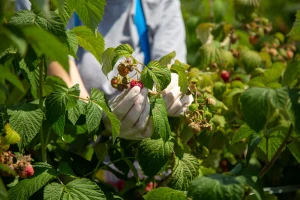 Počeo otkup maline u BiH: Cijena oko 5 KM/kg - hoće li ostati tako?
