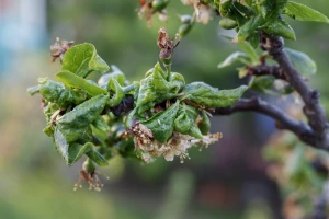 Lisne uši - mali insekti koji prave velike štete