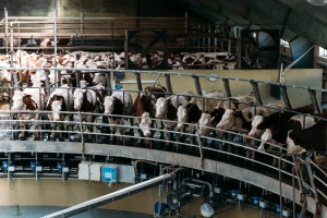 Metan: Poljoprivreda i uzrok i žrtva - slijedi Globalni dogovor o smanjenju emisija