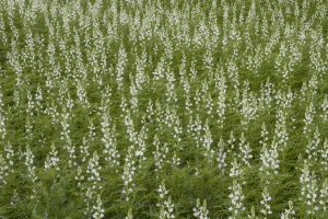Usjev lupine: Tri namjene visokovrijedne biljke