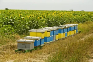 Pesticidi će smjeti biti "krivi" za smanjenje samo 10 posto kolonija pčela u EU