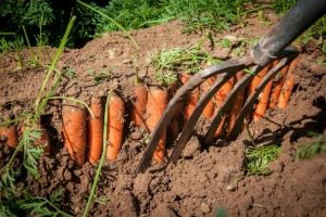 Spriječite probleme u usjevu mrkve - slabo nicanje, zelen ili deformisan korijen, štetočine