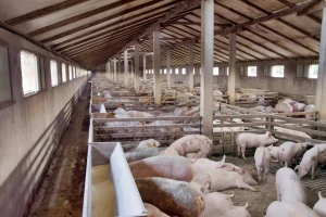 Afrička svinjska kuga stigla u FBiH - zaraza na tri farme