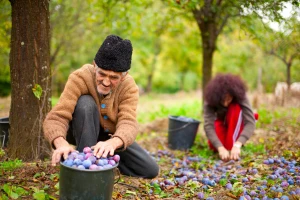 Priprema plodova šljive za sušenje