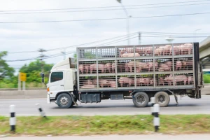 Posavina riješila sva žarišta širenja svinjske kuge, iz Bijeljine traže istragu uvoznika