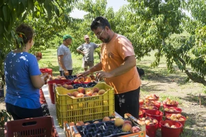 Evropi nedostaje radna snaga u poljoprivredi - Grčka i Egipat potpisali sporazum