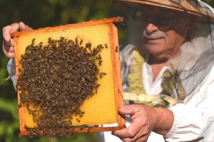 Koje obaveze pčelar mora ispuniti prilikom selidbe pčelinjaka?
