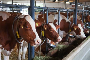 Farmeri na rubu opstanka: Zaštitite domaću proizvodnju, neka bude prioritet