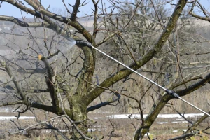 Šta prethodi zimskom prskanju voćnjaka i vinograda?