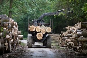 Iskoristili "pauzu" do zabrane: Oblovina se izvozi punom parom