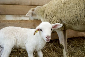 Bolest plavog jezika pojavila se u još dvije države - ugrožen izvoz goveda i ovaca?