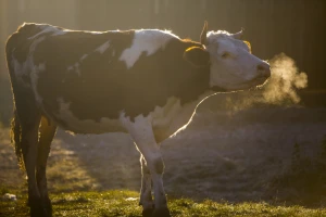 Koje domaće životinje mogu otrpjeti niže temperature, a na šta ipak paziti?