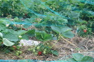 Umjesto pesticida: Objavljena baza podataka za integrisano upravljanje štetočinama