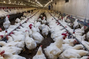 BiH se ne boji ogromne investicije u farmu pilića u susjednoj Hrvatskoj?