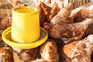 Zabranit će GMO u stočnoj hrani: Peradarstvo u Poljskoj pred kolapsom?