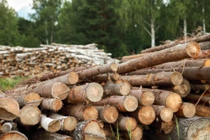 Košarac: Zabraniti izvoz oblovine iz BiH