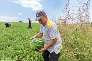 Domaći poljoprivrednici zabrinuti: Propao prvi rod lubenice