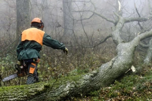 EU bez dogovora o zakonu koji treba spriječiti uvoz proizvoda povezanih s krčenjem šuma