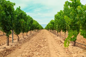 Na propusnim tlima, potrebe vinograda za navodnjavanjem su češće, kao i štete od suše!