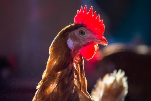 Kopunovo meso je sočnije i ukusnije - kako ga uzgojitI?