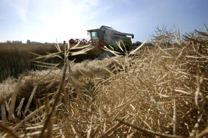 Francusku sjetvu uništila suša, a u Njemačkoj posijali i do 100.000 ha više uljane repice