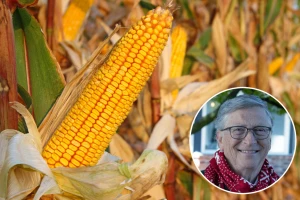 Bill Gates ima udjela u stvaranju "magičnog sjemena" uključujući i kukuruz?