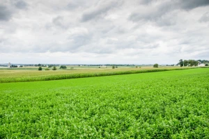 Kasnija sjetva lucerke i djetelina nepovoljno djeluje na usjev