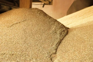 Pala je ispod granične vrijednosti - koja je cijena pšenice?
