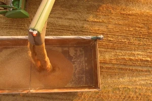 Početak sedmice donio promjene u cijenama pšenice i kukuruza