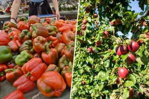 Troškovi proizvodnje voća i povrća na rekordnim nivoima, cijene proizvoda ih ne prate