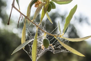 Pronađen prirodni biopesticid za opasno bakterijsko oboljenje Xylella fastidiosa?