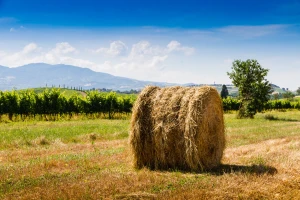 Šta sa slamom u vinogradu? Spriječiti eroziju i izjaviti ljubav