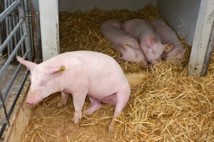 Cijene svinja i dalje rastu - manja proizvodnja u EU