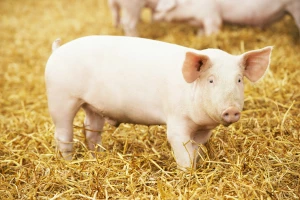 U svinjama uzgojili bubreg sa ljudskim ćelijama
