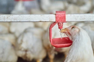 Voda je neophodna za piliće i kokoške - ko i kada je najviše pije?