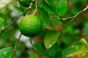Gljivična bolest zaustavila isporuke narandže u EU: Ugrozila bi citruse i druge biljke