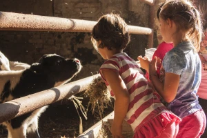 Mliječni protein u štalskoj prašini sprečava alergije?