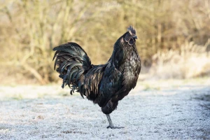Koje su tri najskuplje rase kokoški i zašto?
