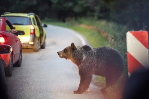Lovci duplo oštećeni zbog divljači koju udari auto