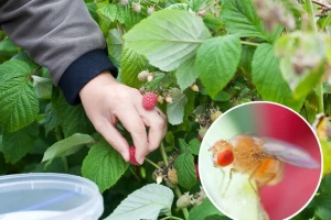 Plod koji napadne octena mušica nije za konzumaciju - napravite mamce