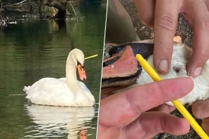Tužne slike sa Ilidže: Labuda pogodili strelicom u glavu