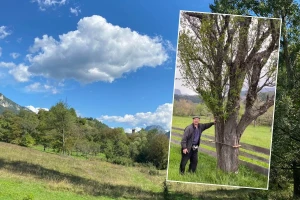 Misteriozna šljiva Eseda Omanovića izazvala regionalnu polemiku